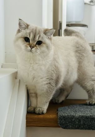 Unsere Füchschen sucht nach passenden Adoptiveltern