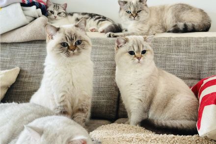 Unsere Füchschen sucht nach passenden Adoptiveltern