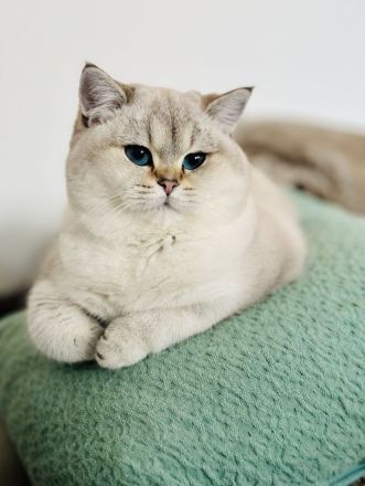 Unsere Füchschen sucht nach passenden Adoptiveltern