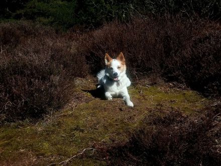 Kennel vom Steigbrönnle