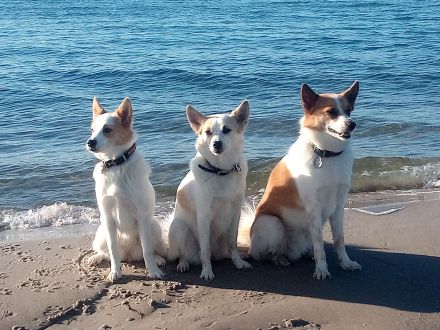 Kennel vom Steigbrönnle