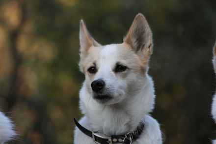 Kennel vom Steigbrönnle