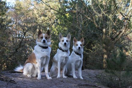 Kennel vom Steigbrönnle