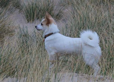 Kennel vom Steigbrönnle