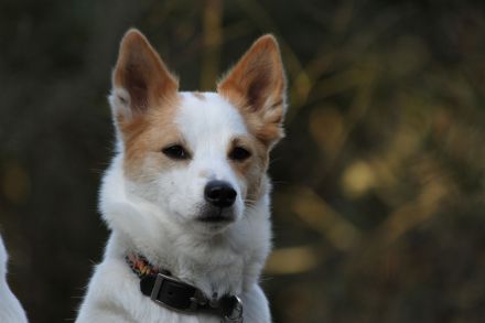 Kennel vom Steigbrönnle