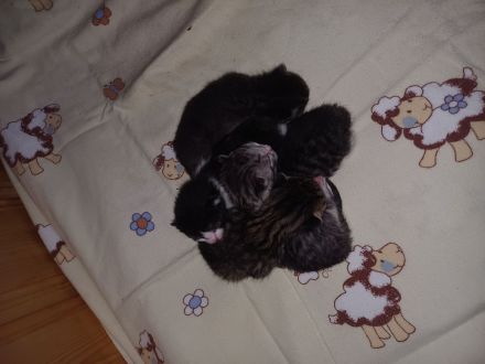 Kitten suchen ein neues Zuhause