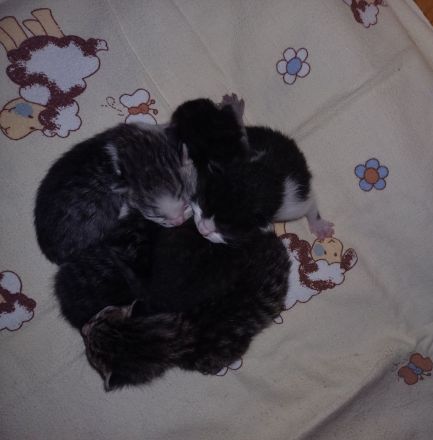 Kitten suchen ein neues Zuhause