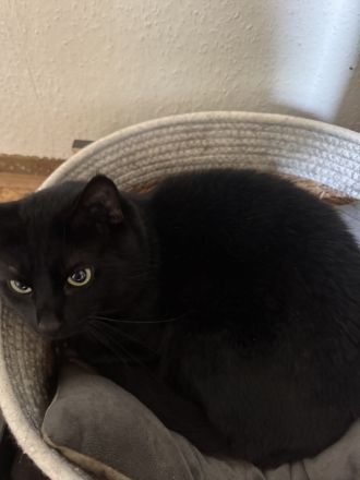 Liebenswerter Kater sucht neues Zuhause