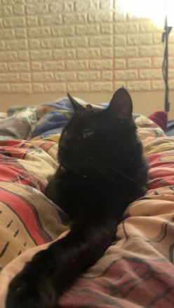 Liebenswerter Kater sucht neues Zuhause