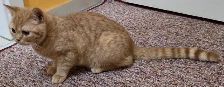 BKH-von-Casanovas-Erben (von der Leine)