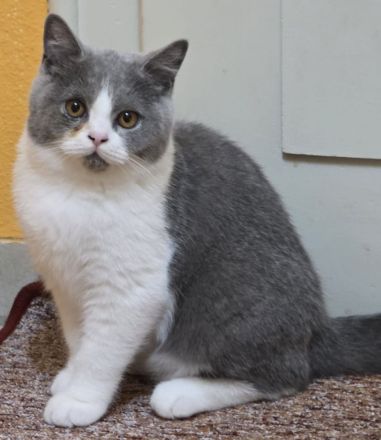 BKH-von-Casanovas-Erben (von der Leine)