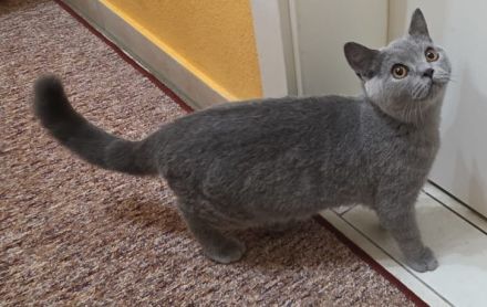 BKH-von-Casanovas-Erben (von der Leine)