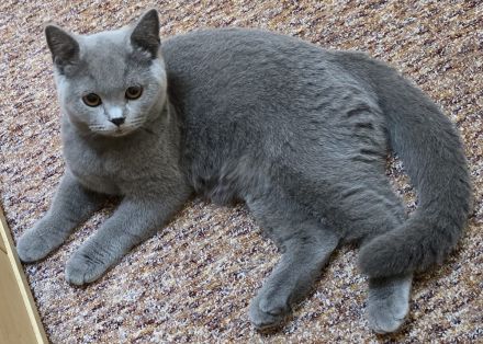 BKH-von-Casanovas-Erben (von der Leine)