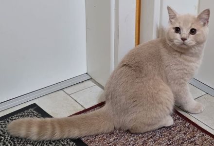 BKH-von-Casanovas-Erben (von der Leine)