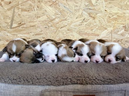 Bezaubernde Welsh Corgi Pembroke Welpen suchen ihr Zuhause fürs Leben