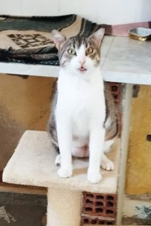 Liane, geb. ca. 08/2024, lebt in GRIECHENLAND, auf einer privaten Pflegestelle