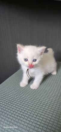 Kleiner BKH Kater in seltener Farbe red point white mit blauen Augen sucht ein liebevolles Zuhause
