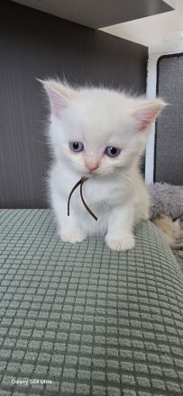 Kleiner BKH Kater in seltener Farbe red point white mit blauen Augen sucht ein liebevolles Zuhause