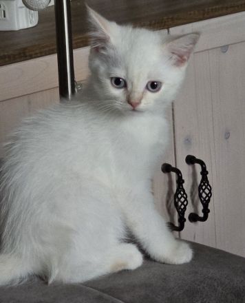 Kleiner BKH Kater in seltener Farbe red point white mit blauen Augen sucht ein liebevolles Zuhause