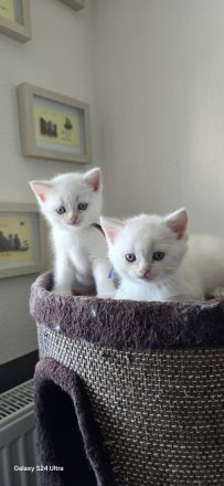 Kleiner BKH Kater in seltener Farbe red point white mit blauen Augen sucht ein liebevolles Zuhause