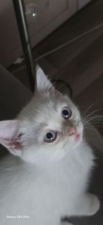 Kleiner BKH Kater in seltener Farbe red point white mit blauen Augen sucht ein liebevolles Zuhause