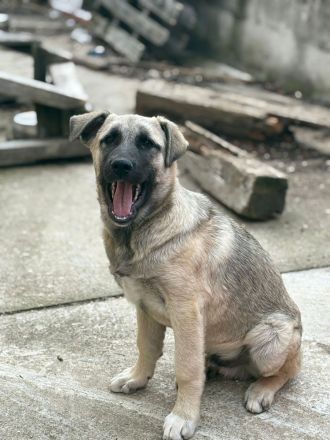 Zeus (Kardzhali) - Stark, loyal und bereit für Abenteuer🩵🏡
