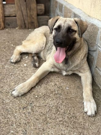 Zeus (Kardzhali) - Stark, loyal und bereit für Abenteuer🩵🏡