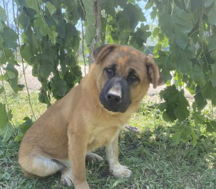 Mischlingsrüde Barney