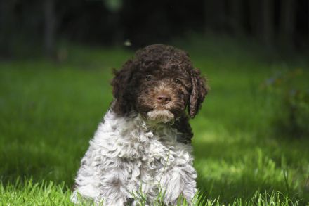 Lagotto Romagnolo Welpen