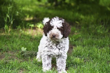 Lagotto Romagnolo Welpen