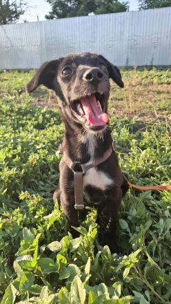 Melody ab 21.12.25 auf einer Pflegestelle, Luna sucht noch ein warmes Körbchen