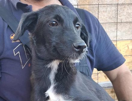 Melody ab 21.12.25 auf einer Pflegestelle, Luna sucht noch ein warmes Körbchen