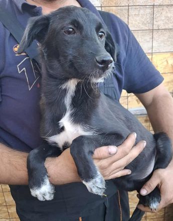 Melody ab 21.12.25 auf einer Pflegestelle, Luna sucht noch ein warmes Körbchen