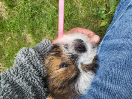 Shih Tzu  Welpen