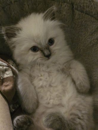 Heilige Birma/Bkh Kitten suchen liebevolles Zuhause