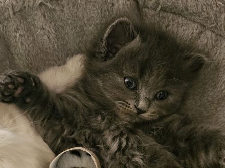 Heilige Birma/Bkh Kitten suchen liebevolles Zuhause