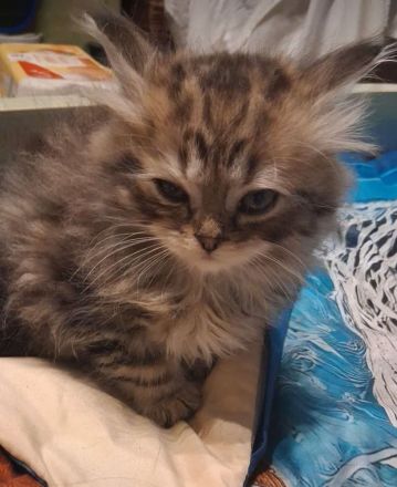 Reinrassige Perser kitten