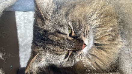 Reinrassige Perser kitten