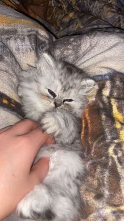 Reinrassige Perser kitten