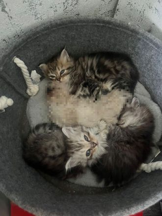 Reinrassige Perser kitten