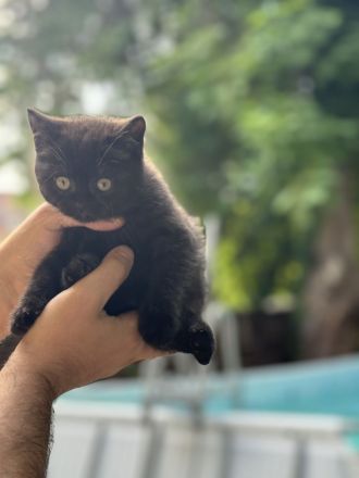 BKH Kitten bereit für ein liebevolles Zuhause