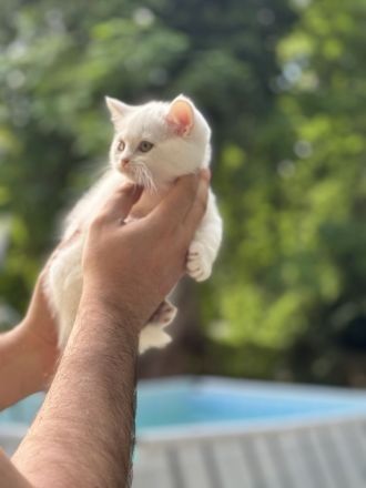 BKH Kitten bereit für ein liebevolles Zuhause