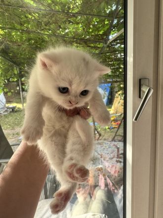 BKH Kitten bereit für ein liebevolles Zuhause