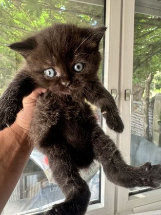 BKH Kitten bereit für ein liebevolles Zuhause