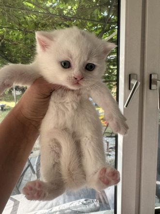 BKH Kitten bereit für ein liebevolles Zuhause