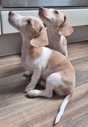 Dackel Welpen in Sonderfarbe