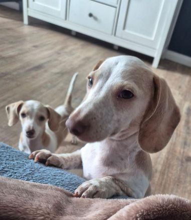 Dackel Welpen in Sonderfarbe