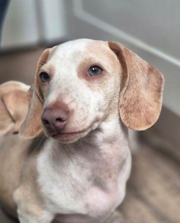 Dackel Welpen in Sonderfarbe