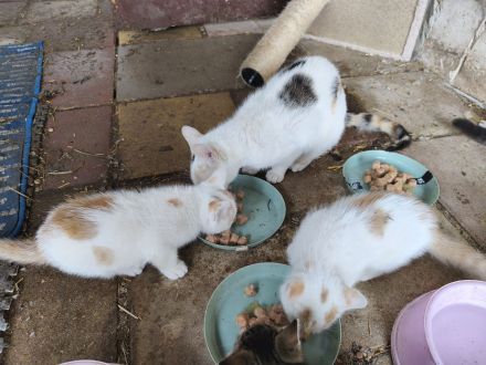Katzenbabys Maine coon Mix Kitten