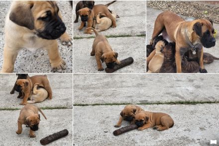Boerboel Welpen